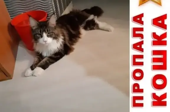 Потерянные животные Курган, фото: Пропал кот в Кургане, район детского мира