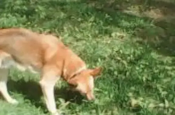 Собаки потеряшки, Москва, фото: Потеряшка собака Ройс на улице Михневская, 7к1