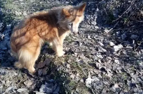 Найдена слепая и глухая собака с ошейником в Леоново