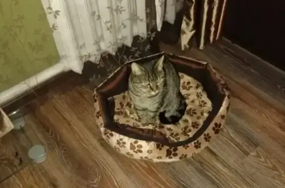 Пропала кошка Котик в Нахабино, Московская область