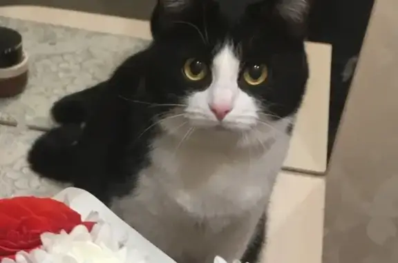 Кошки потеряшки, Саранск, фото: Потеряшка кошка на ул. Косарева, 39, Саранск