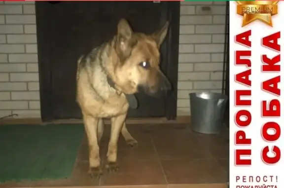 Пропала собака Боня в Ростове, район переезда Мечникова/Нансена