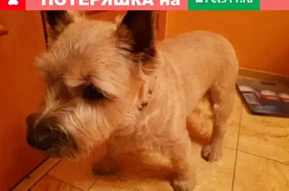 Найдена собака около парка и М1 Арены в СПб