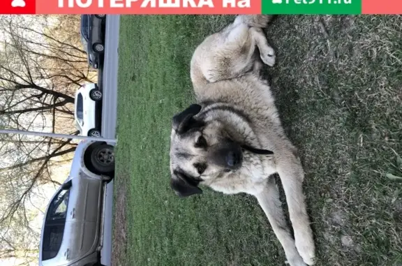 Найдена домашняя собака на Шипиловском проезде