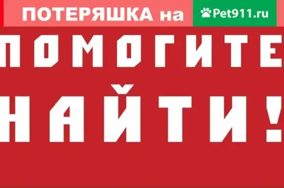 Пропала собака в Воткинске, отзывается на кличку Дымка, возраст 6 мес. Тел. для связи: указан в тексте.