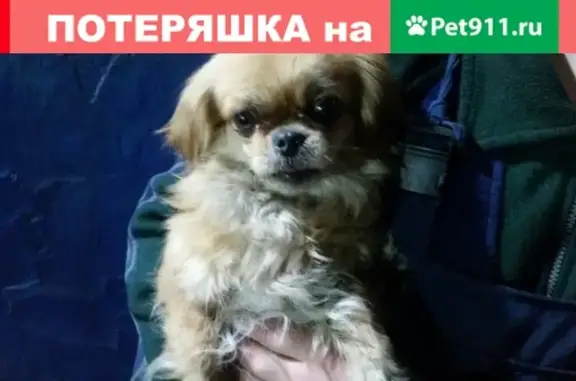 Найдена собака породы Пекинес в Славгороде