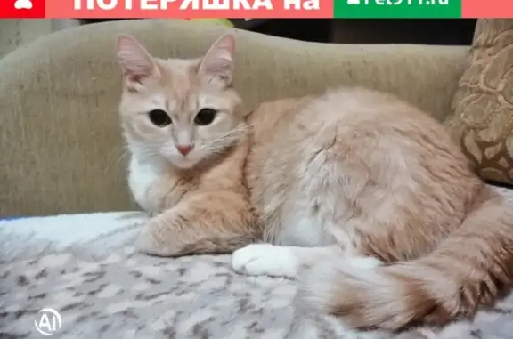 Потеряна кошка: Ленина 28, Ухта.