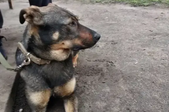 Пропала собака в Дальних Садах, Воронеж - Найда, дворняга.
