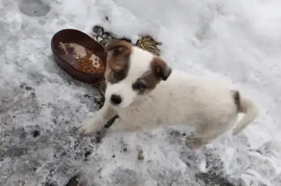 Объявления о пропавших и найденных животных, Нижний Новгород, фото: Пропал щенок на улице Декабристов