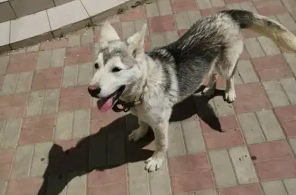 Найден щенок хаски в Новознаменском