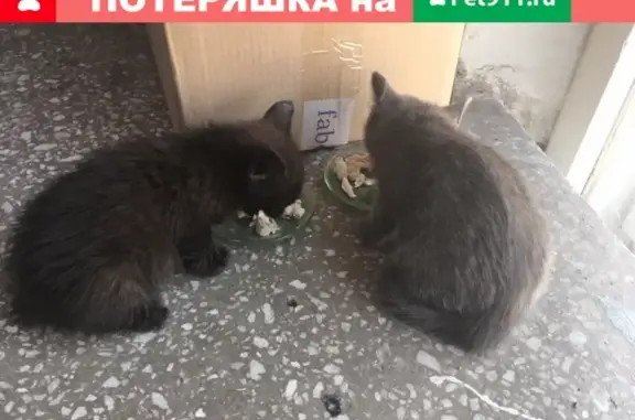 Найдены кошка и 2 котенка на Саянской, обращаться к Наталье