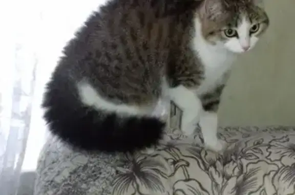 Кошки потеряшки, Колпашево, фото: Потеряшка кошка в Колпашево, помогите найти!