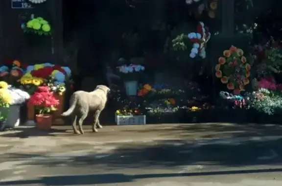 Найдена собака на Пригородной\Дзержинского, ищем хозяина!