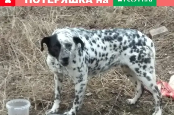 Найдена собака в Екатеринбурге, адрес VK: vk.com/id89802232
