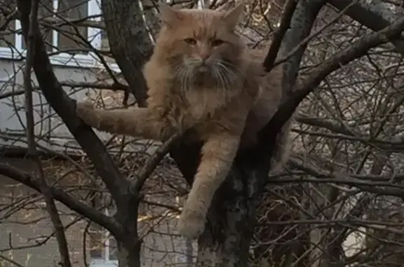 Найдена кошка в СПб, Выборгский р-он, Озерки.