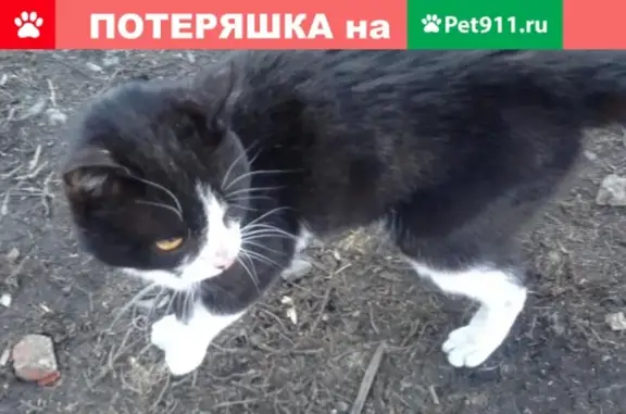 Найдена кошка в Рудничном районе, Иваново