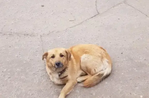 Найдена собака на ул. Ольгинская в Видном