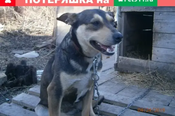 Найдена контактная собака на перекрёстке Водопроводной и Первомайской