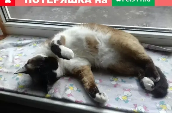 Пропала кошка в Таганроге, Северный 14новый #Котопёс_Потерянные