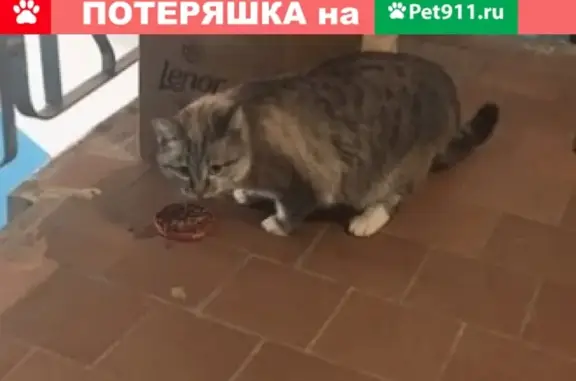 Пропал кот Васька на ул. Набережная Нефтяников, 10 - помогите найти!