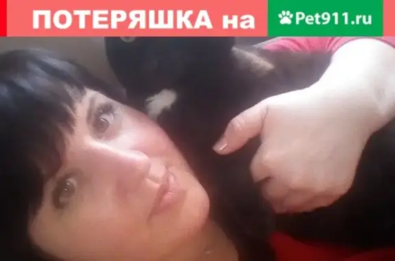 Пропала кошка в Красноярске на ул. Алеши Тимошенкова