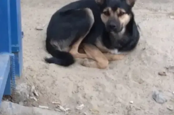 Собака ищет хозяина в районе Степановки, Владимир.
