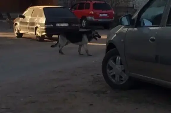 Пропала собака в Ярославле, Овчарка Рэй, звоните!