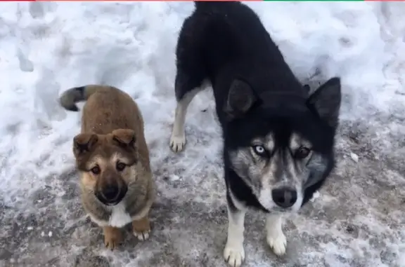 Пропали собаки в Звенигороде, клички «Рэкс» и «Джек» - нужна помощь!