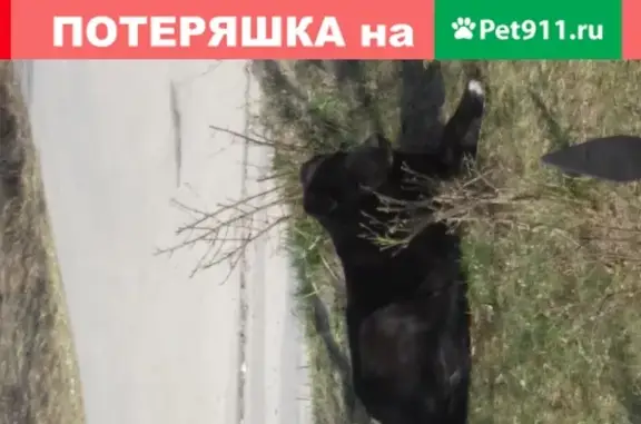Найдена собака в д. Борисово, Серпуховский район