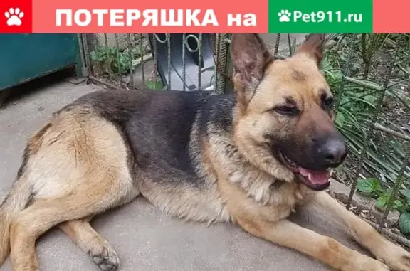 Найдена собака на Бершанской в Краснодаре
