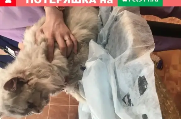 Сбитый кот найден на 8 Марта 18 в Екатеринбурге