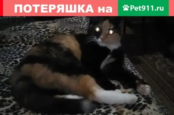 Пропала кошка на улице Тракторной в Рыбинске