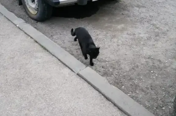 Пропала чёрная кошка на ул. Жалнина (м-н Крутые Ключи)