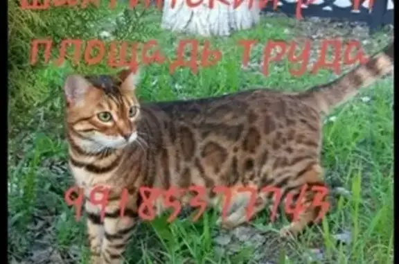 Пропала кошка в Каменск-Шахтинском!
