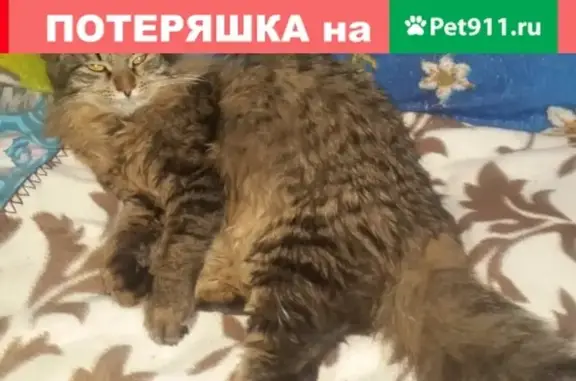 Кошки потеряшки, Москва, фото: Потеряшка кошка на Святоозёрской улице, Москва