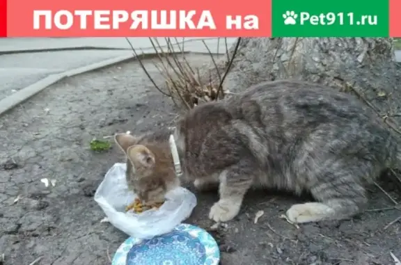 Найдена голодная кошка на пр. Победы