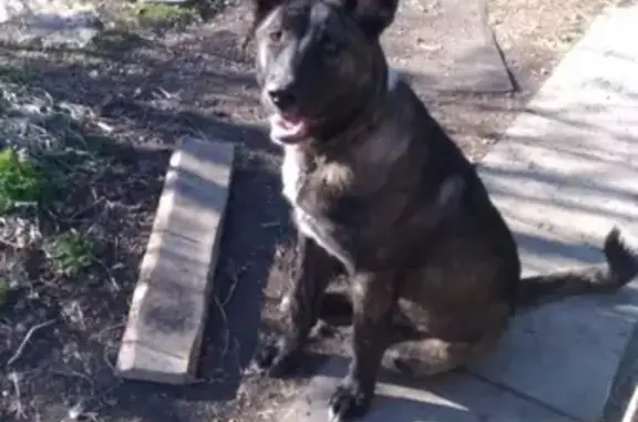 Найдена собака в районе Садов Строитель 3, возраст 10 месяцев, тигровый окрас