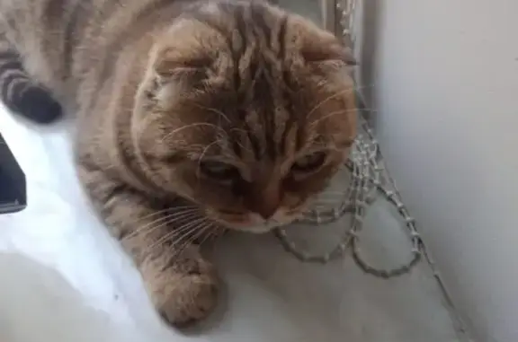 Кошка найдена на Ленина, Пермь.