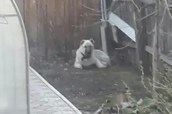 Пропала собака в Минусинске, помогите найти!