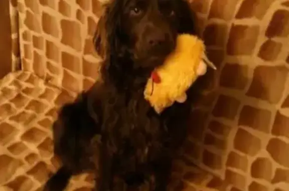 Собаки потеряшки, Липецк, фото: Потеряшка собака в Коровино, Липецк