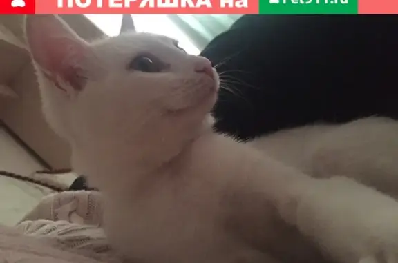 Кошки потеряшки, Москва, фото: Потеряшка кошка с ЗЕЛЕНЫМИ глазами на ул. Коненкова 14 в Москве
