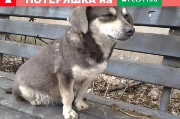 Найдена беременная собака на Бештаугорском шоссе в Пятигорске