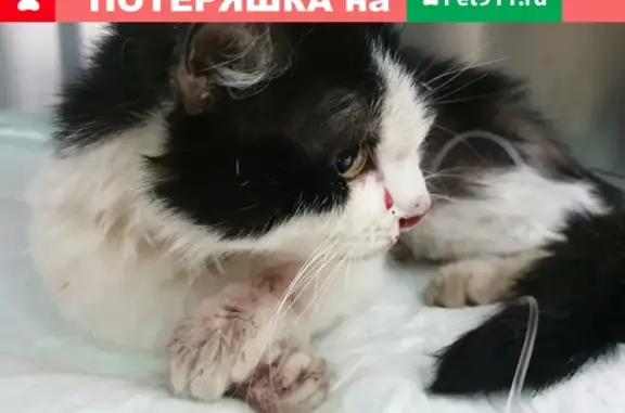 Найдена раненая кошка в Калининском районе СПб
