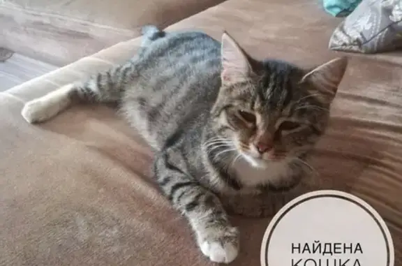Найдена беременная кошка на ул. Дзержинского 30, ищем хозяев