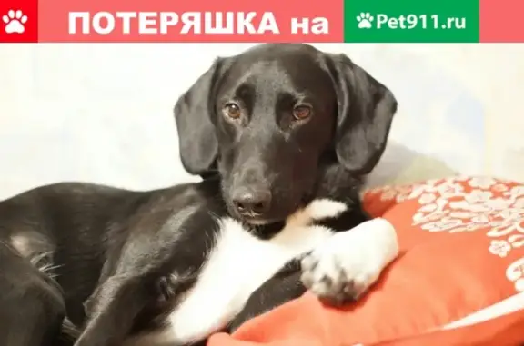 Пропала собака в Москве на Новоясеневском проспекте