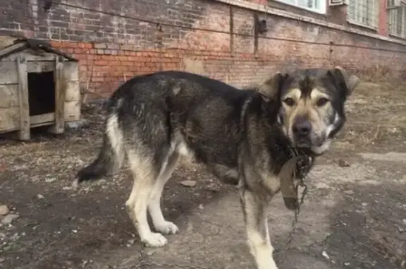 Пропала собака в районе Кузнецкий 234