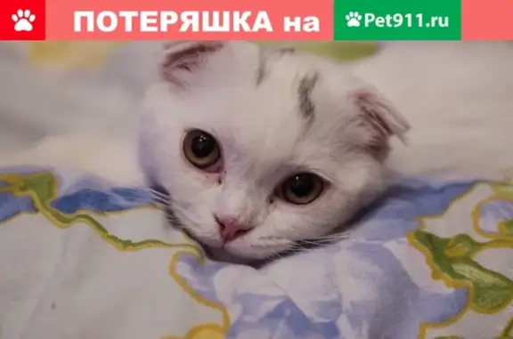 Кошки потеряшки, Москва, фото: Потеряшка кот на ул. Братская 27к1, белый с черными полосками.