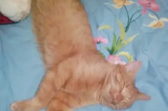 Пропала кошка и рыжий кот в Вятскополянском районе