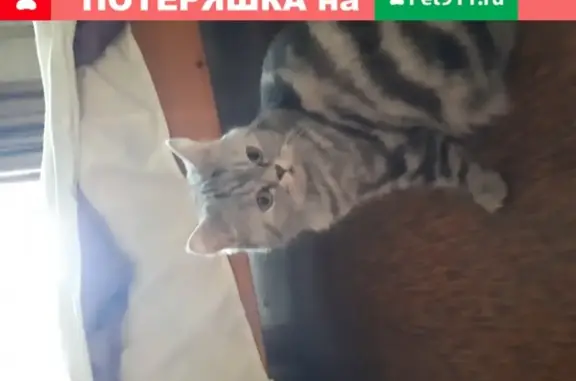 Кошка найдена в Москве, приучена к лотку