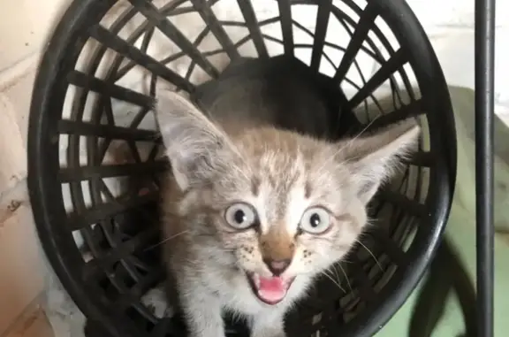Найдена кошка-котенок в Бийске